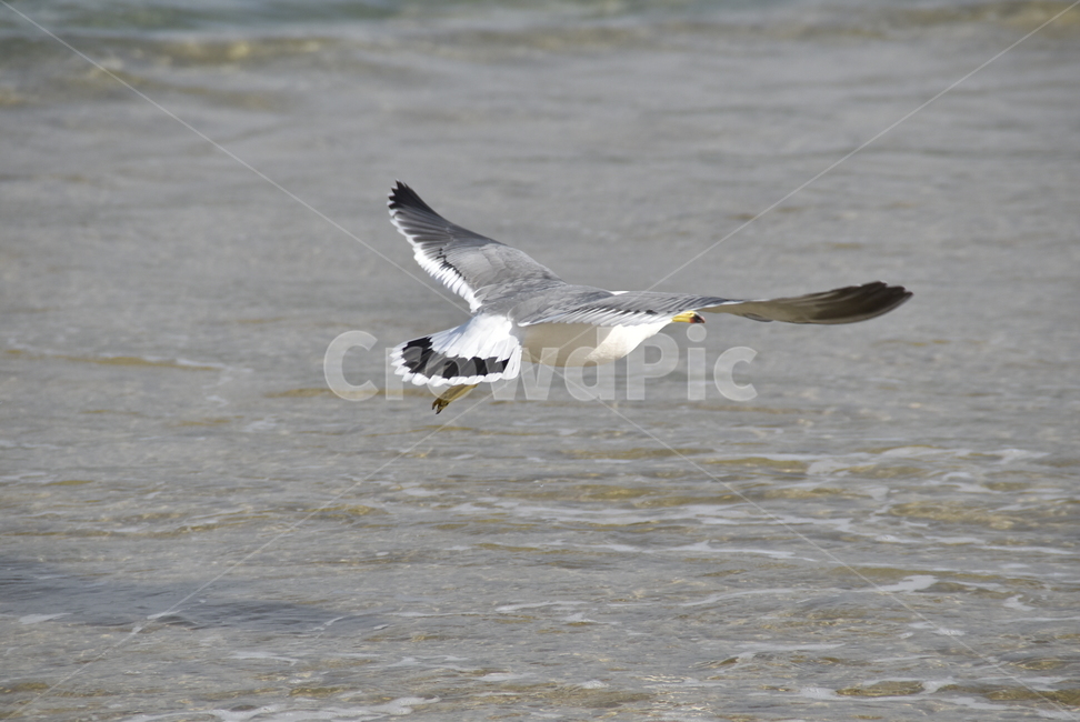갈매기,seagull,바다,sea,날개