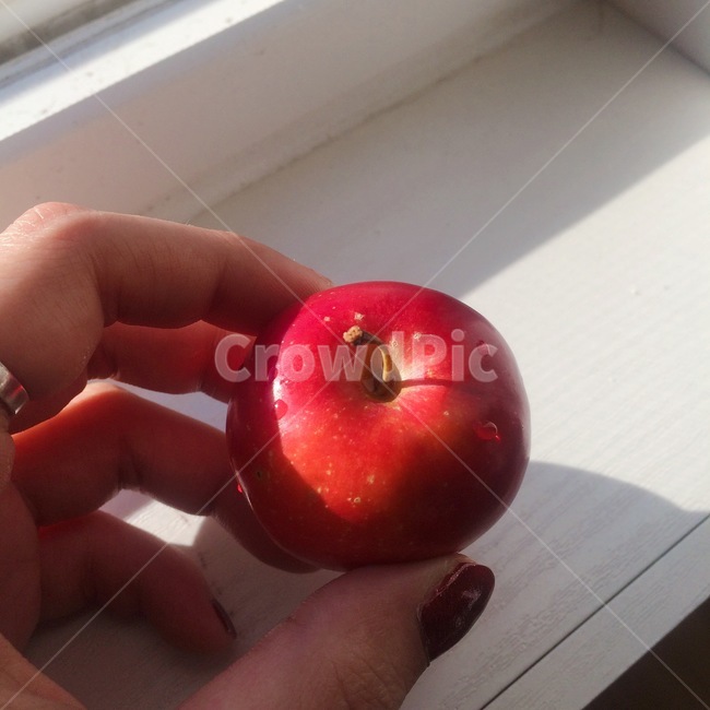 사과,과일,손,그림자,햇빛,apple,fruite,hand,shadow,light