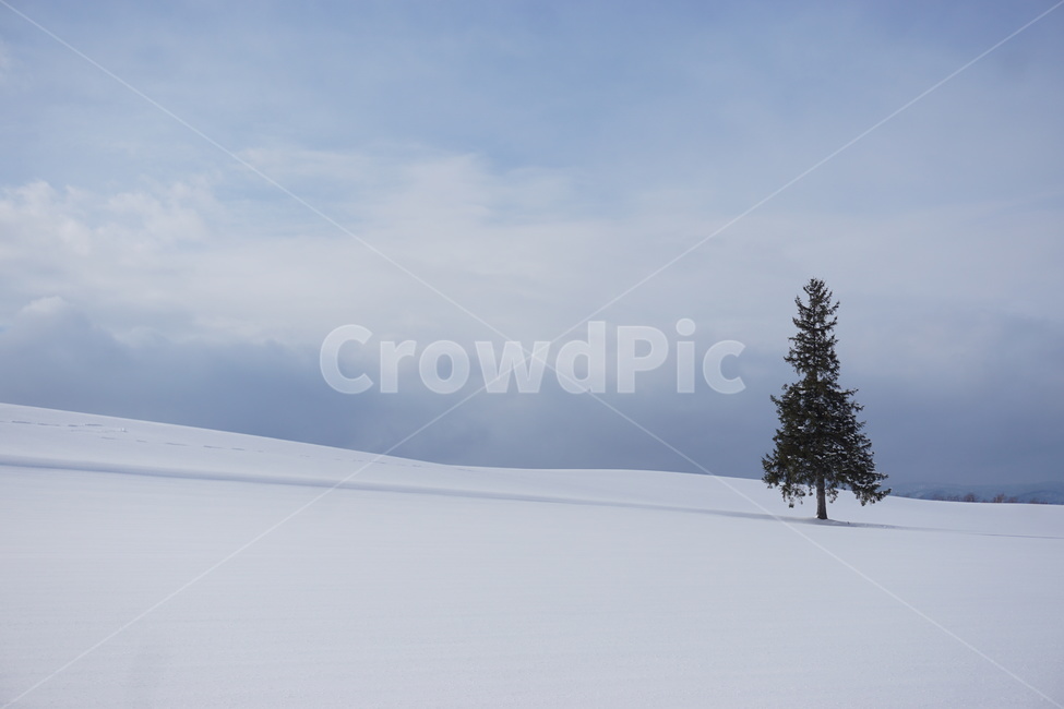 눈,폭설,겨울,winter,outdoor,snow,눈꽃,식물,plant,나무,자연,훗카이도,겨울,계절,winter,season