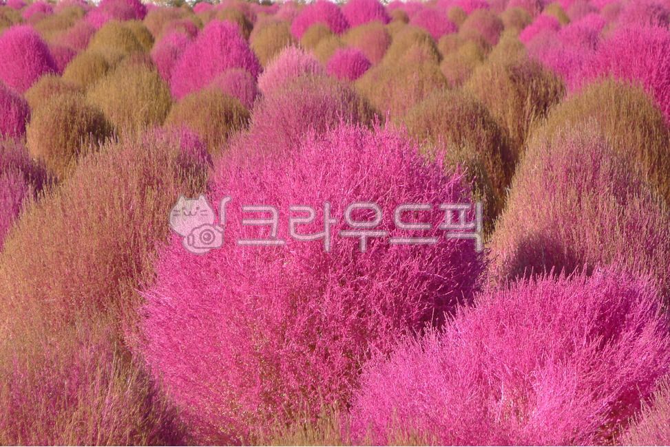 댑싸리,코키아,단풍,가을,자주색,핑크색