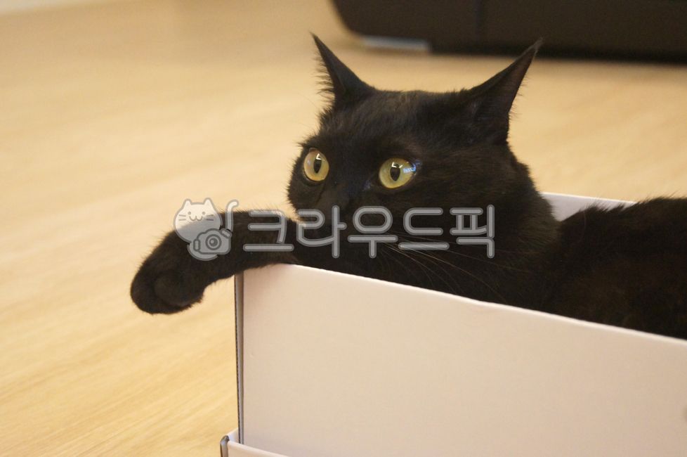 고양이,애완동물,동물,귀여운,검은고양이,blackcat,pet,고양이발,고양이눈,클로즈업,closeup,kitty,cat,코숏,코리안숏헤어,koreanshorthair,adorable,몽몽발
