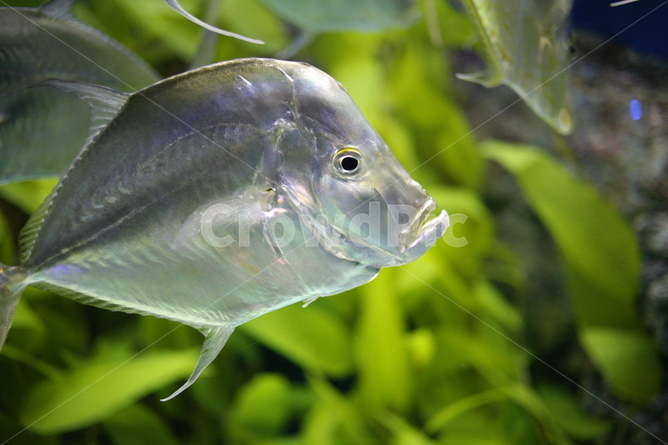 동물,fish,물고기,animal,수조