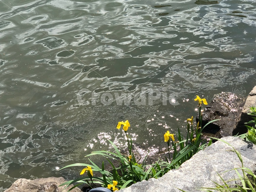 물,water,식물,plant,꽃,강