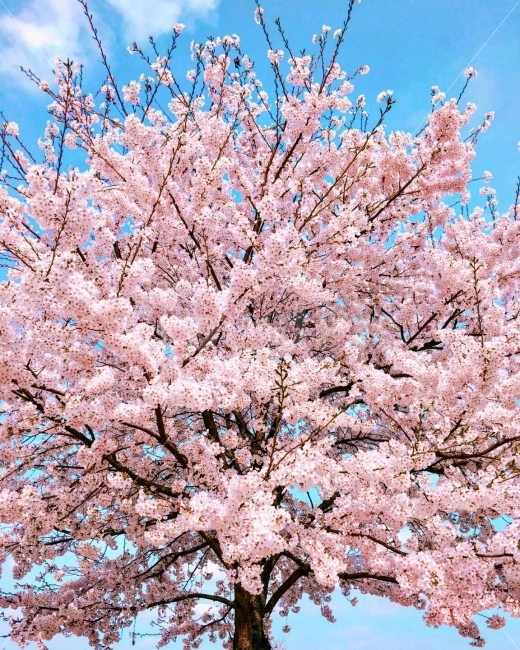 https://cdn.crowdpic.net/detail-thumb/thumb_d_602830920267AAD54EC7E16F240B0391.jpg