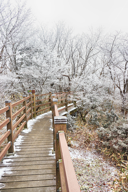 제주도,한라산,1100고지,한라산1100고지,설경,눈꽃,눈,겨울,snow,옥외,자연,다리,bridge,산책로
