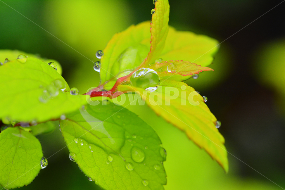 이슬,물방울,풀잎이슬,투명,빗방울,봄비,dew,water,맺히다,방울방울,plant,green,초록,싱그러운,신선한,맑은,아침이슬,해맑은,빗물,초본,영롱한,접사,마크로,클로즈업,fresh,clean,clear,natural,자연,새순,출발,start,시작,어린,연약한,순수,청정,식물,자연,plants,nature