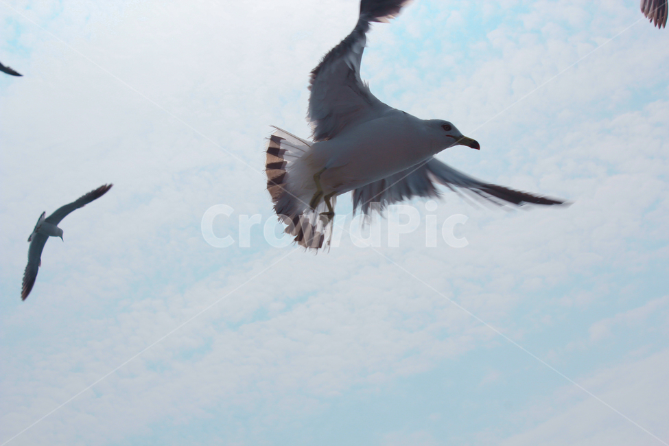 bird,새,animal,동물,갈매기,동물,animal,조류,새,birds