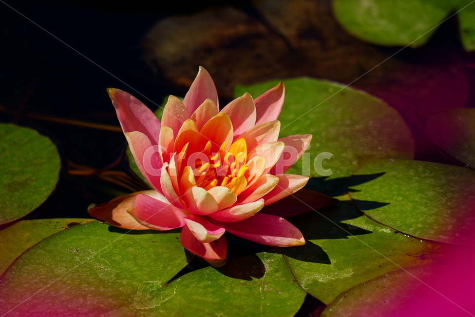 수련,연꽃,여름꽃,플라워,flower,lotus,waterlily,pondlìly,식물,자연,plant,nature,연못,연잎,연꽃잎,꽃,수생식물,pond,수중식물,여름,summer