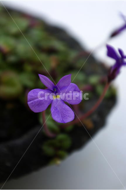 덩쿨가자미,꽃,꽃봉오리,flower,color,식물,식물,자연,plants,nature,꽃,flower