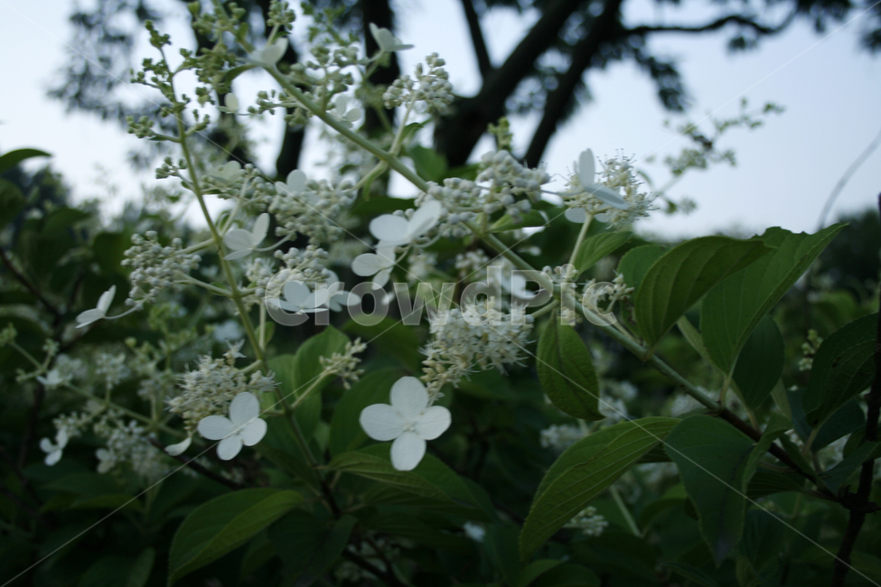 분꽃나무,식물,flower,plants,nature,꽃,꽃봉오리,식물,자연,plants,nature,꽃,flower