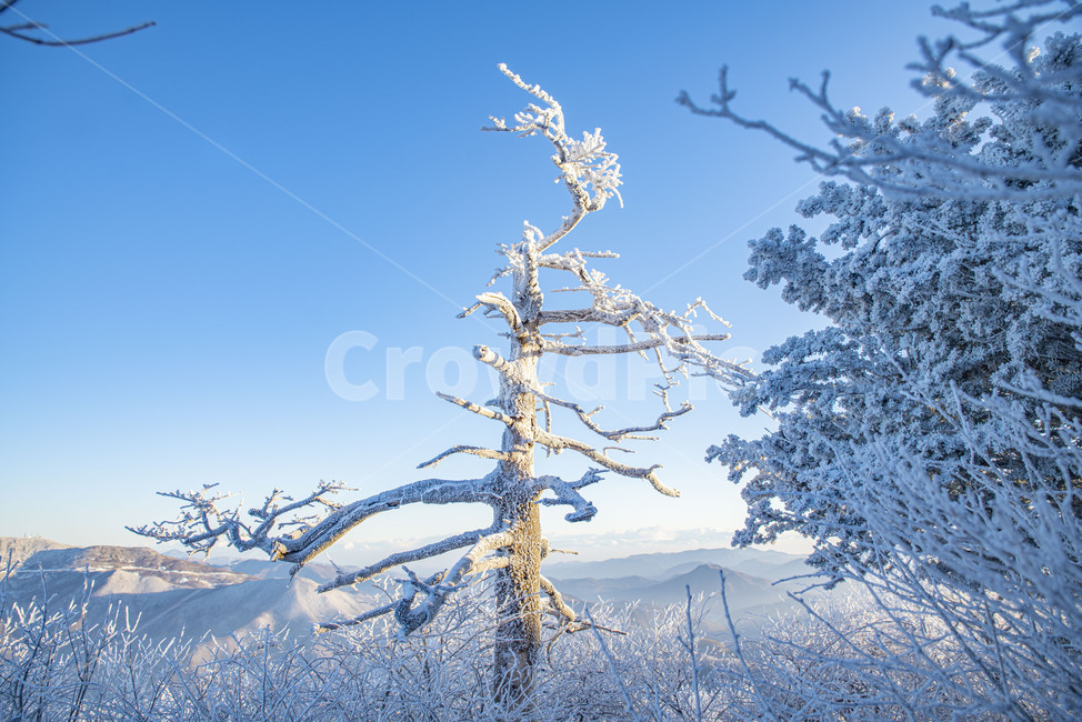 태백산,상고대,겨울,눈꽃,겨울풍경,풍경,산,겨울산,설산,겨울,계절,winter,season,자연,풍경,nature,landscape
