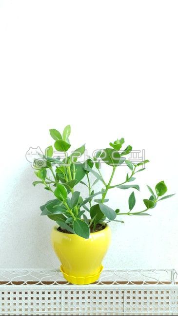 화분,크루시아,노랑,연두,공기정화,식물,정원,원예