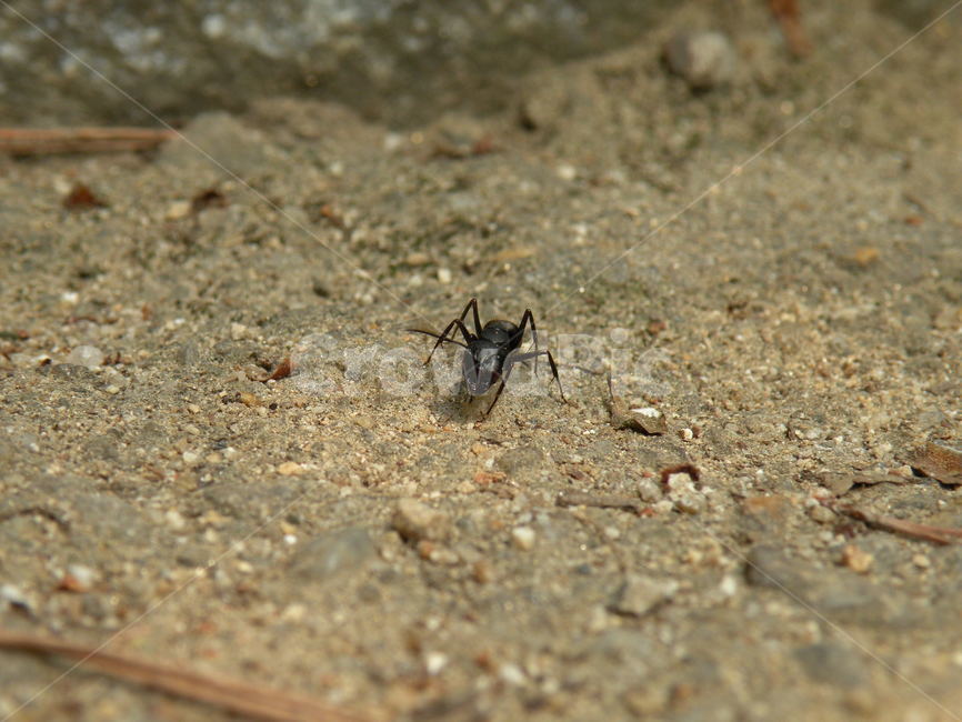 Ant photo,dirt ants,ant,fire ants,insect