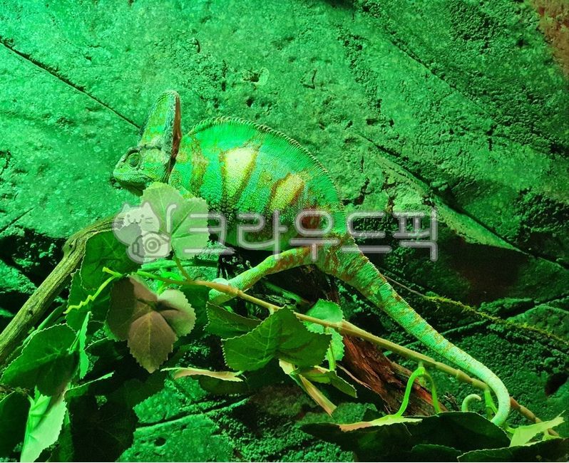 amazing,chameleon,interesting,animal,exorbitant