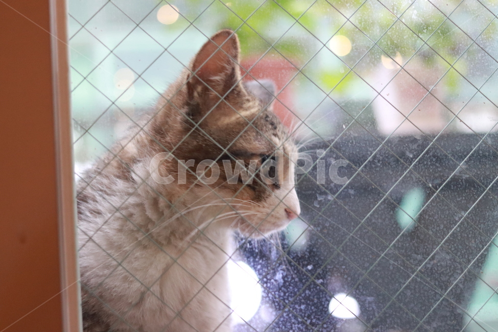 고양이,반려동물,유기묘,길냥이,애완동물,cat,pet,아기고양이,동물,animal,휴식,힐링,포유류,동물,animal,포유류,mammal,고양이,cat,kitten,kitty