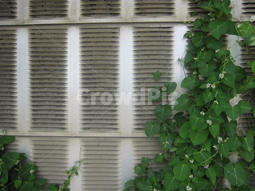 담벼락,담,벽,담쟁이,덩굴,식물,잎사귀,leaf,ivy,잎,담쟁이덩굴,자연,회색,초록,식물,자연,plants,nature,꽃,flower,건축물,건물외관,exterior,building,structure,architecture,construction