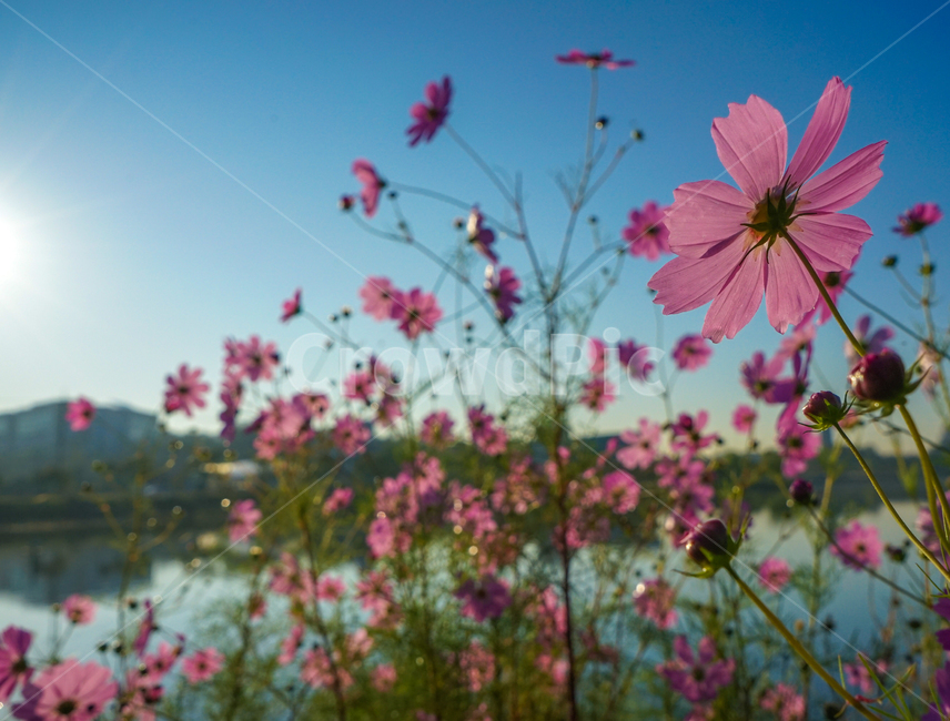 호수,저수지,꽃,야생화,가을,코스모스,가을,계절,fall,autumn,season,식물,자연,plants,nature,꽃,flower,plant