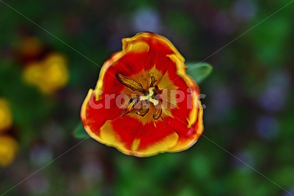 튤립,꽃말,사랑의고백,경솔,노란튤립,식물,자연,plants,nature,꽃,flower