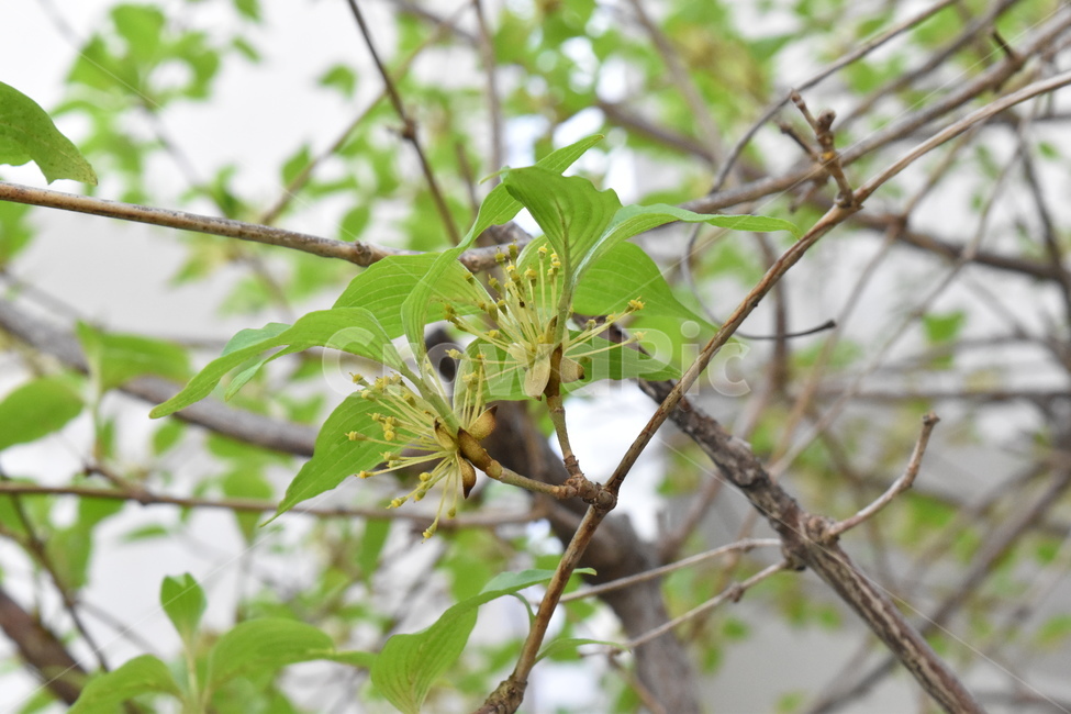 산수유꽃,산수유,식물,나무,나뭇가지,나뭇잎,꽃,이파리,가지,tree,flower,green,leaves,Corneliancherryflower,식물,자연,plants,nature