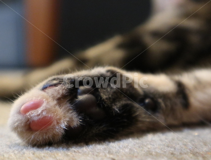 고양이,고양이발바닥,cat,catpaw,새끼고양이,kitten,동물,animal,포유류,mammal,고양이,cat,kitten,kitty