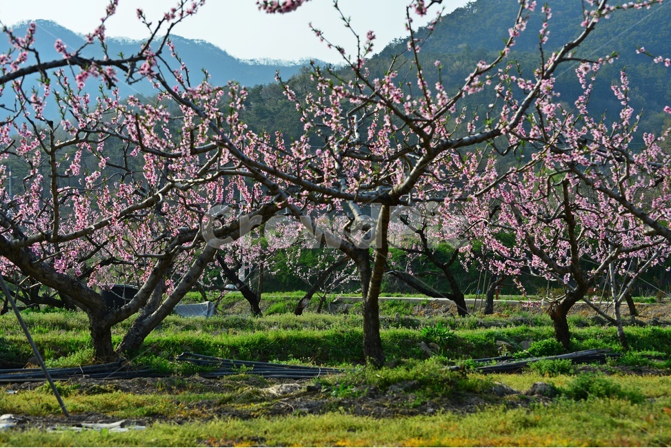 plant,식물,blossom,flower,과수원,복숭아밭,복사꽃,꽃,봄,계절