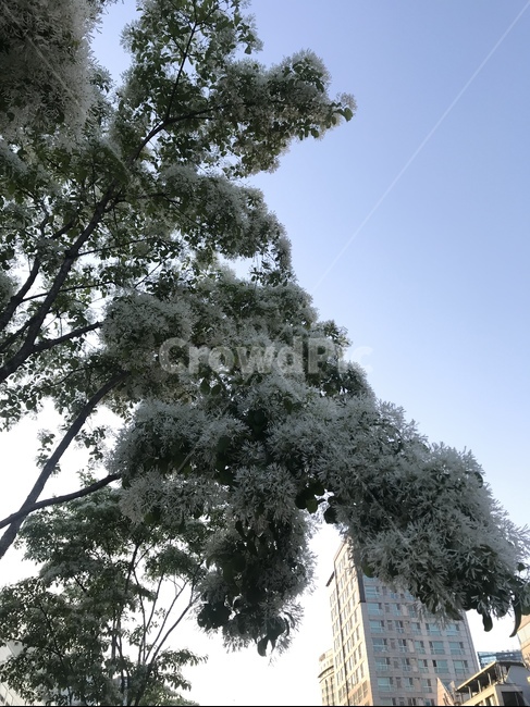 꽃,flower,하늘,sky,자연,풍경,nature