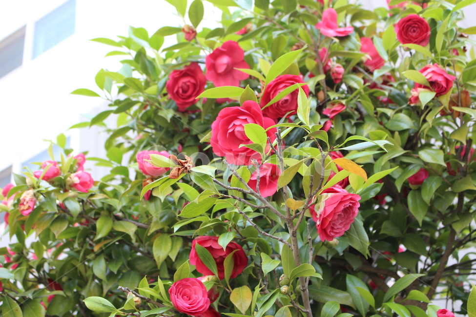 동백,꽃잎,꽃,동백나무,빨강,식물,자연,plants,nature,꽃,flower