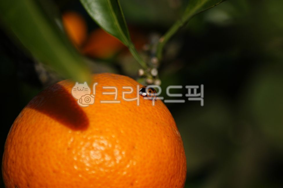 귤,감귤,무당벌레,곤충,귤밭,감귤류,귤나무,열매,과일,과수원,농장,특산물,특산품,제주감귤,나무,감귤나무,실외,야외,자연,농작물,재배,농업,싱싱한,탐스러운,주황색,식물,tangerine,citrus,tangerinefield,fruit,orchard,farm,specialproduct,ripe,grow,cultivate,jejutangerine,tree,tangerinetree,outdoor,nature,crop,cultivated,fresh,orange,plant