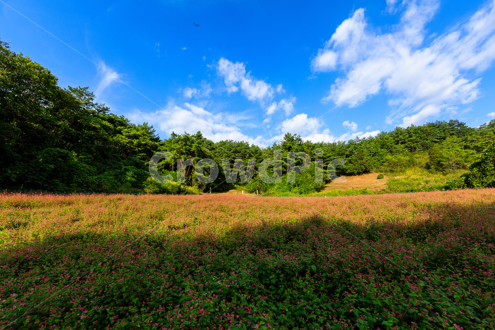 메밀,핑크색,담홍색,농촌,메밀꽃,꽃잎,색깔,화려한,꽃,자연,풍경,nature,landscape,field,들,outdoors,옥외,grassland,목초지