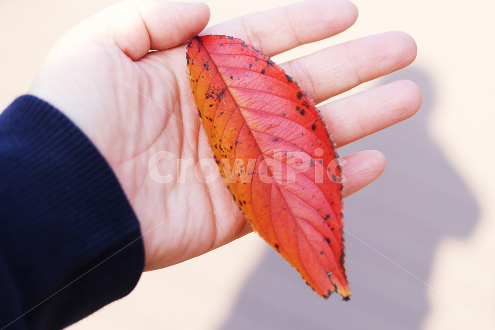 가을,자연,단풍,maple,autumn,nature