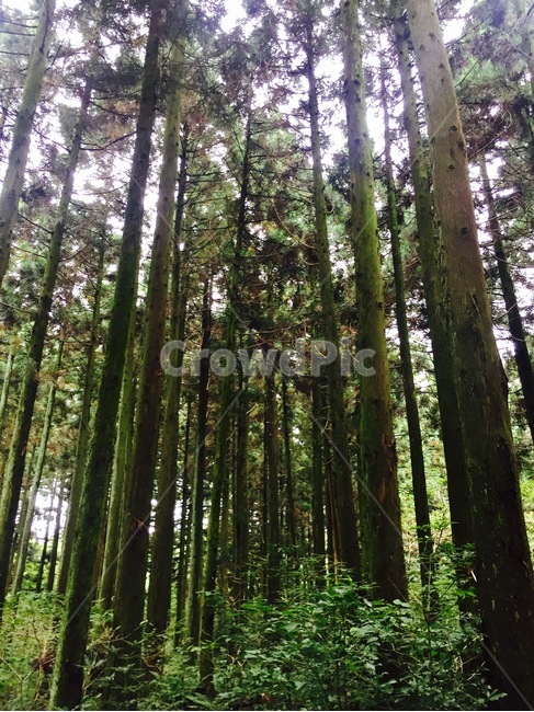 제주도,사려니숲길,나무,jejuisland,tree,자연,풍경,nature,landscape,plant,식물