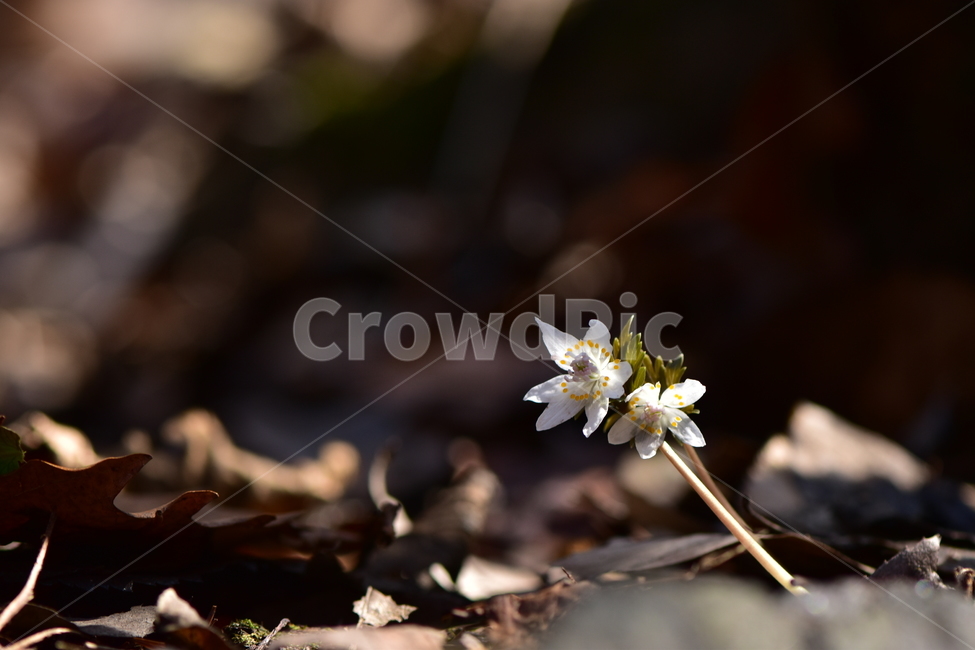 너도바람꽃,야생화,봄,꽃,풀꽃,자연,식물,식생,감성,힐링,plants,nature,spring,season,flower,emotion,feeling,흰색,초본,너도바람꽃속