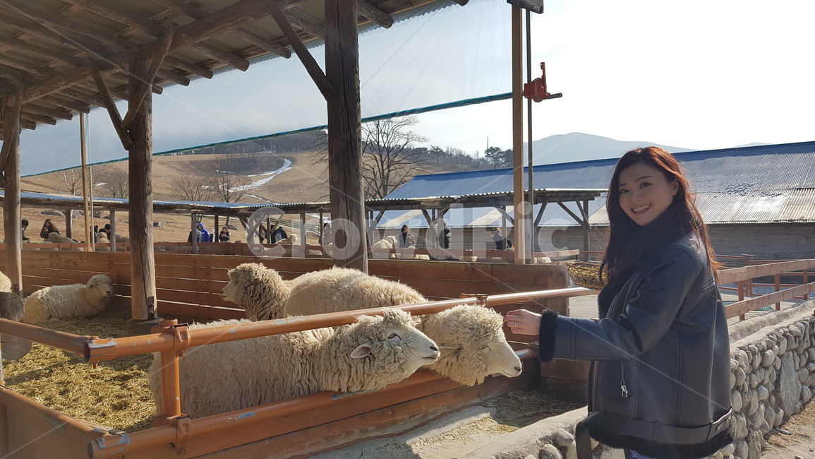 양,동물,자연,양뗴목장,교류,동물,animal,포유류,mammal,사람,인물,인간,human,person,여성,여자,woman,female,lady