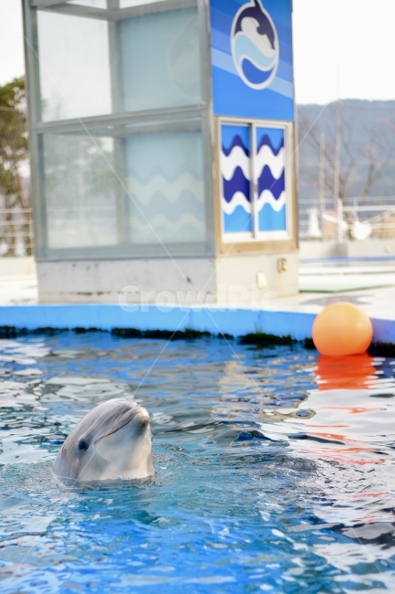 거제씨월드,고래,돌고래,동물,해양포유류,동물,animal,포유류,mammal