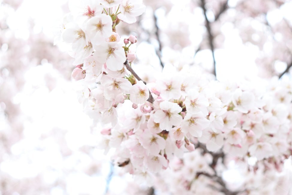 봄,꽃,벚꽃,나무,flower