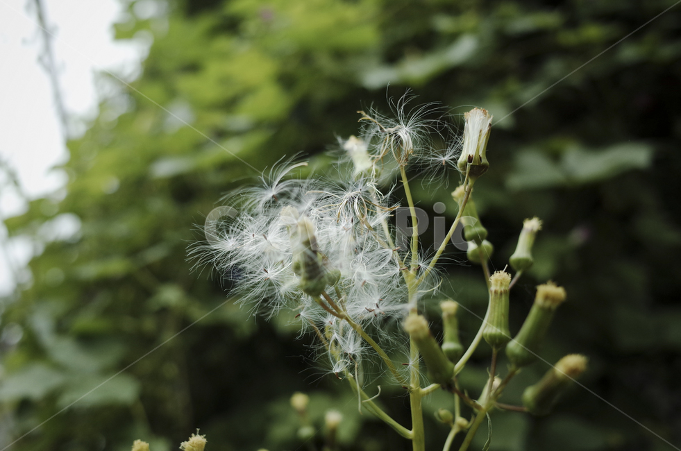 plant,식물,blossom,꽃,flower,leaf,잎,green,초록,녹색,초록색,white,흰색,하양,하얀,민들레,dandelion