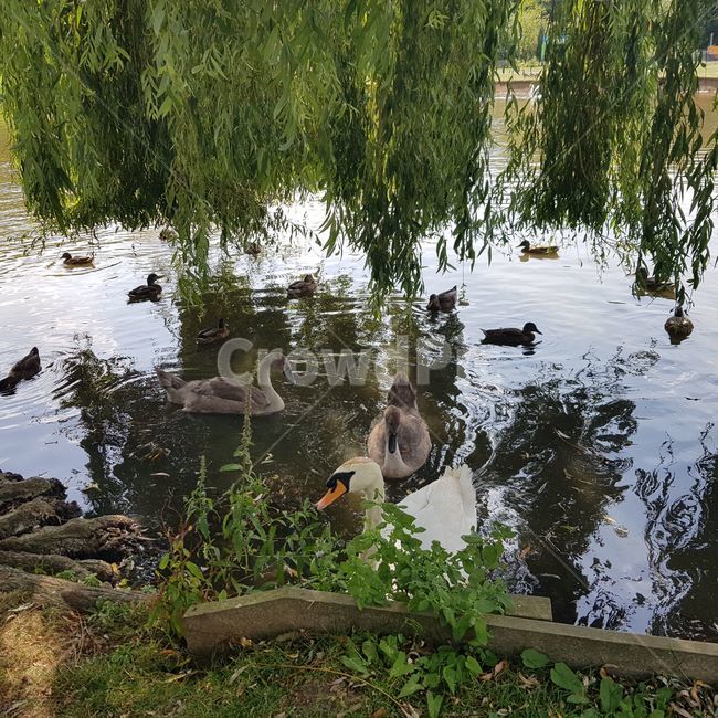 swan,백조,duck,오리,lake,호수,nature,자연,outdoor,옥외