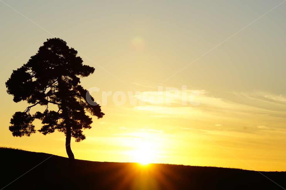 tree,나무,plant,식물,sunlight,햇빛,자연,풍경,nature,landscape