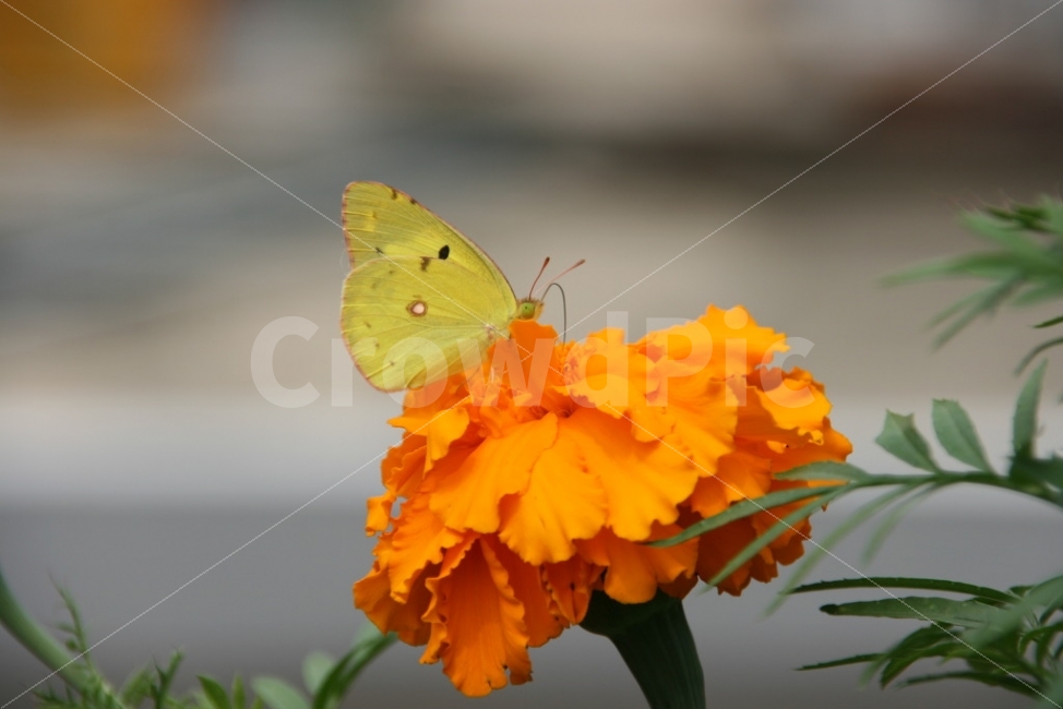 누끼,노랑나비,꽃,휴식,봄,수선화,식물,자연,plants,nature,동물,animal,곤충,벌레,insect,bug,꽃,flower