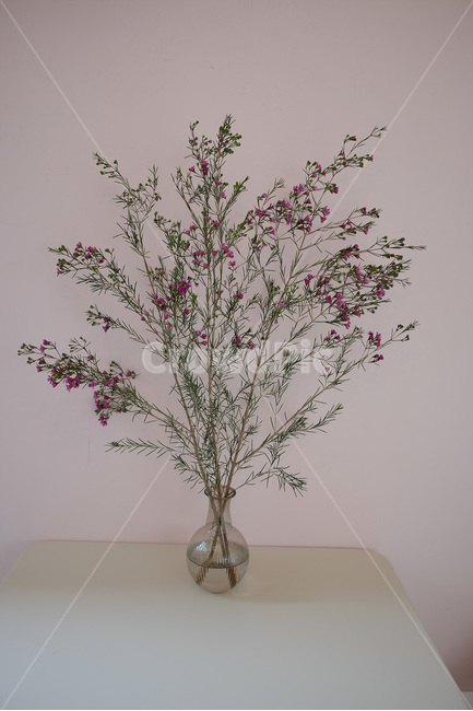 plant,식물,blossom,flower,꽃