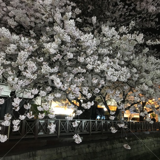 봄,자연,벚꽃,벚꽃나무,꽃,봄,계절,spring,season,야경,밤,풍경,nightscape,night,landscape,plant,식물