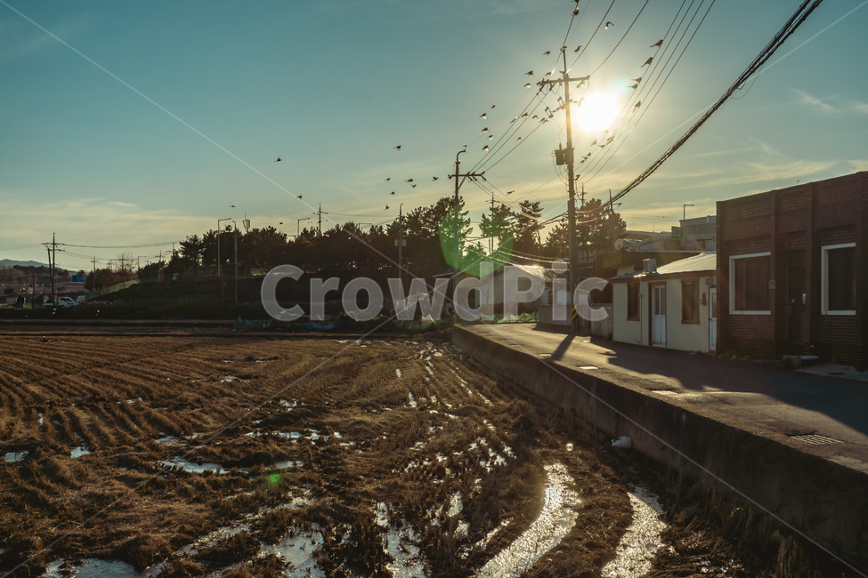 농한기,논두렁,겨울들판,시골까치,겨울농촌,시골,마을,풍경,landscape,country,rural,town