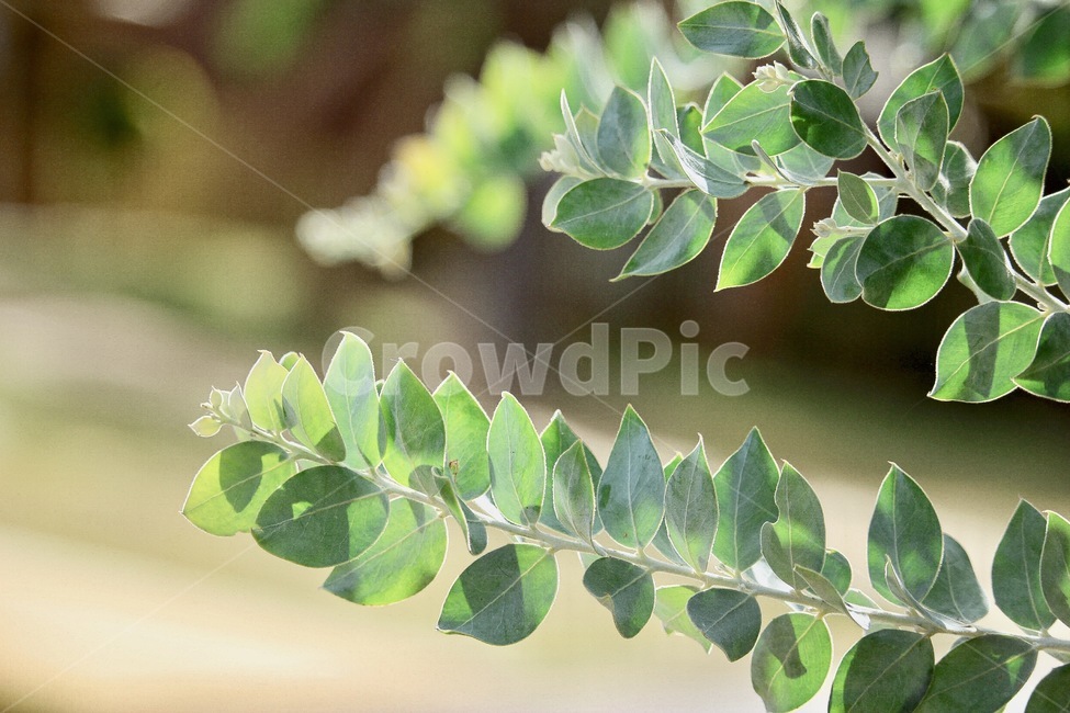 나뭇잎,초록,자연,식물,싱그러운,잎사귀,여름,봄,감성,식물,자연,plants,nature