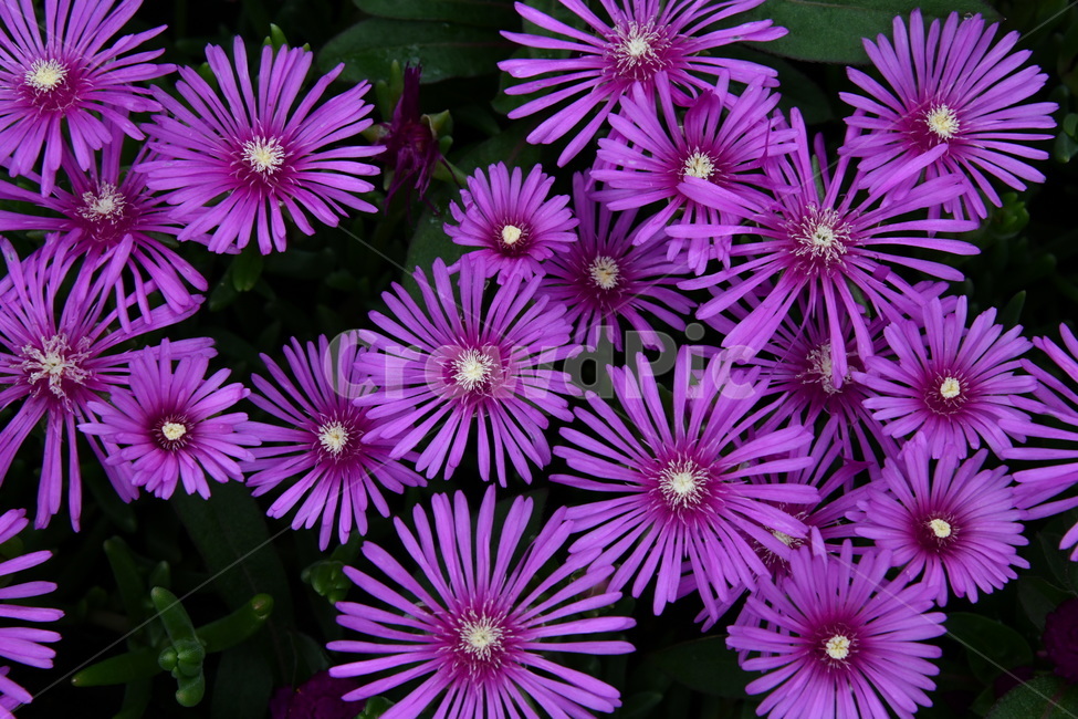 꽃,flower,자연,식물,색상,색깔,감성