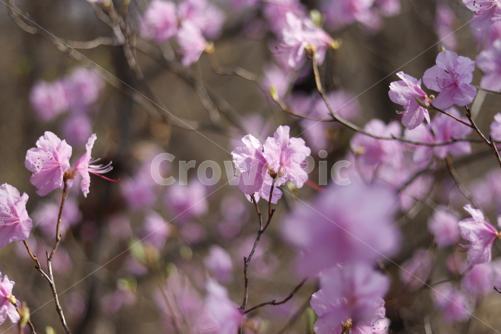 진달래,오봉산,산,봄,azalea,감성,김성사진,flower,꽃