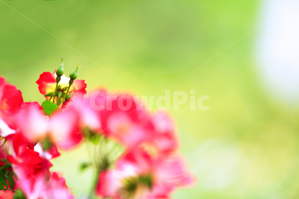 5월,장미,장미속살,장미정원,사랑,식물,자연,plants,nature,꽃,flower