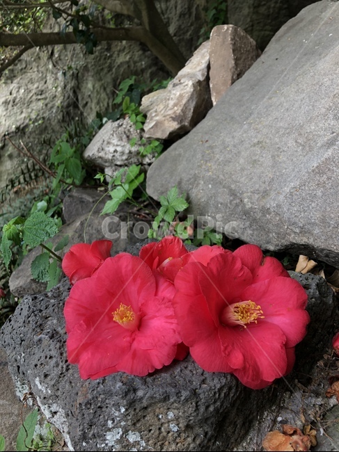 제주도,동백꽃,꽃사진,빨강,자연,식물,자연,plants,nature,꽃,flower