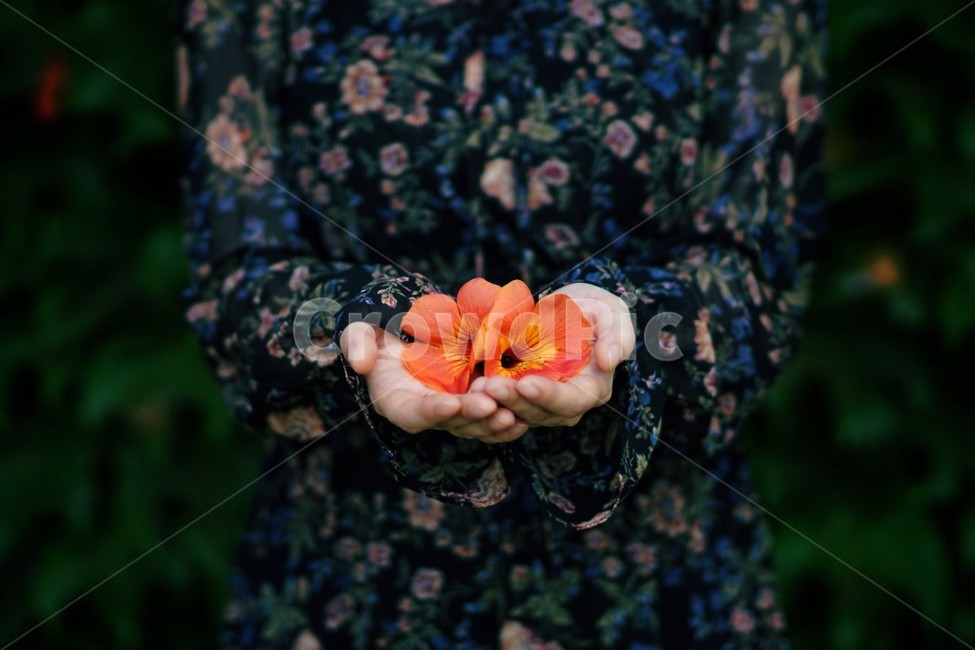 능소화,꽃,감성,인물,자연,원피스,손,감성사진,color,꽃,flower,사람,인물,인간,human,person,신체일부,몸,body,여성,여자,woman,female,lady,감성,sensible,feeling