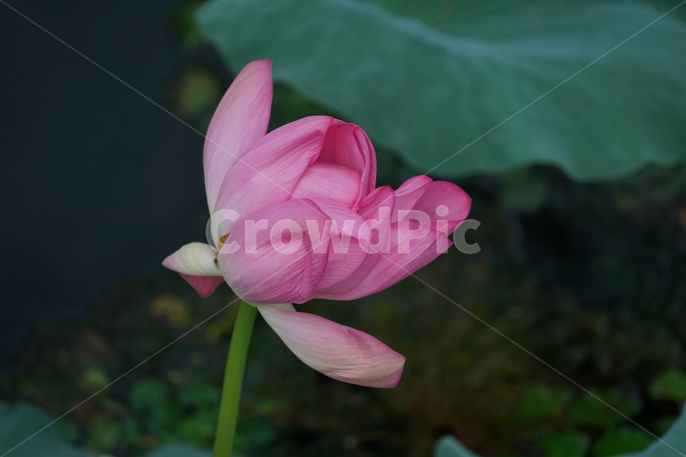 연꽃,연,lotus,수련,plant,식물,flower,blossom,꽃,식물,자연,plants,nature,꽃,flower