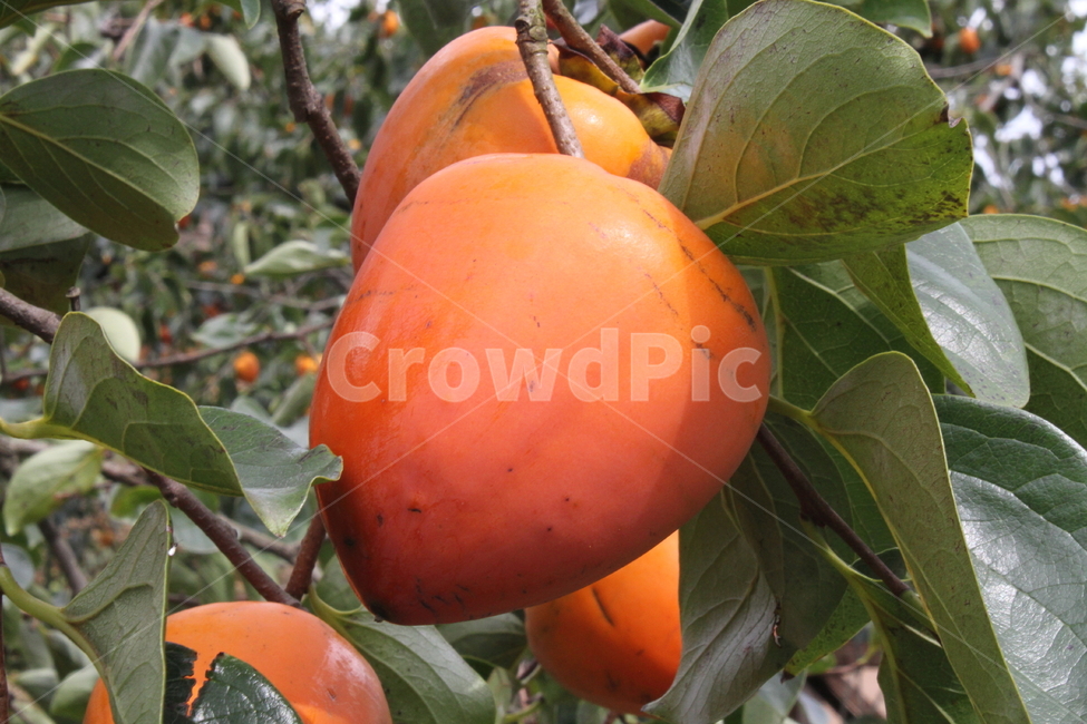 감,홍시,대봉감,농작물,persimmon,fruit,음식,식재료,요리,food,cook,meal,dishes,food reserves,과일,열매,fruit
